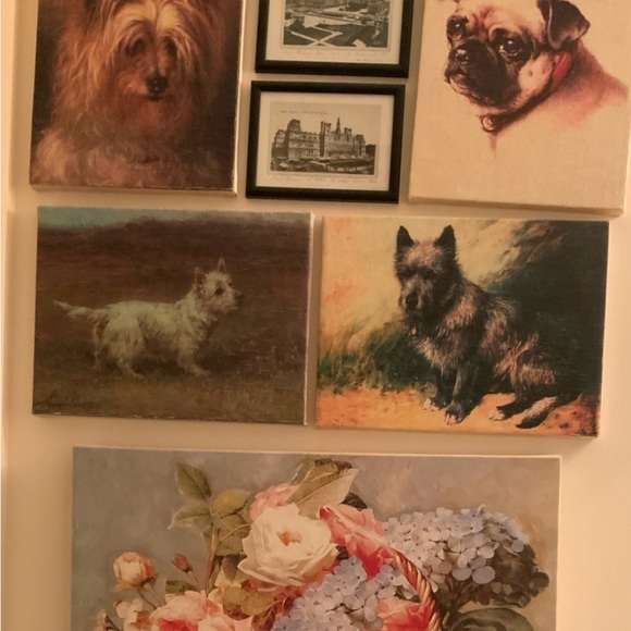 Sweet Pug - Picture 5 of 13